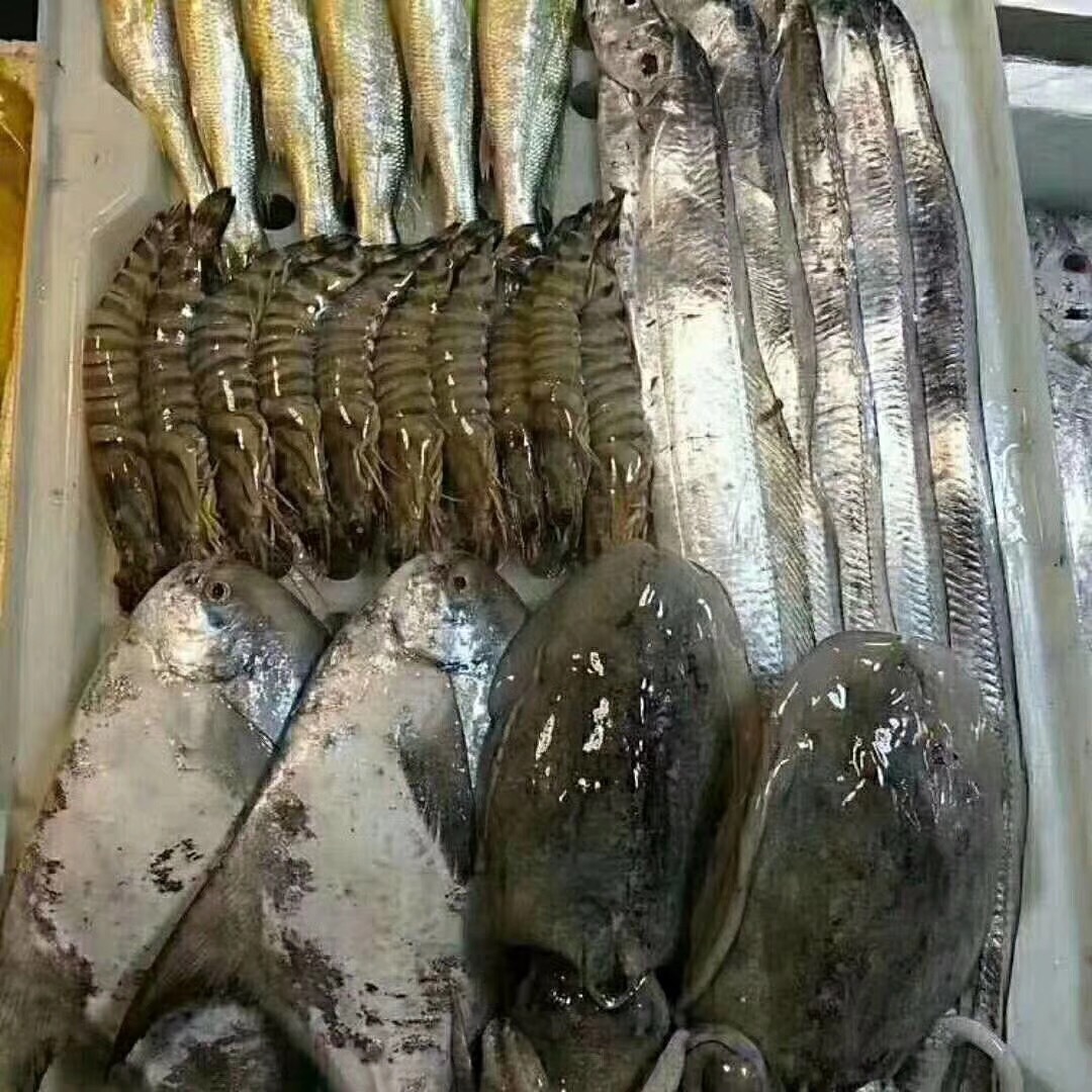 海钓鱼-9 野生真鲷与深海石斑鱼的鲜美之旅