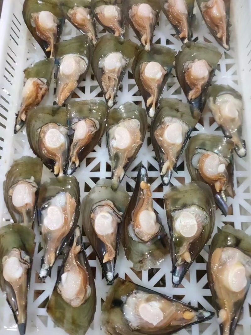 带子批发品质佳，鲜贝同享海珍美味的硬核探店指南