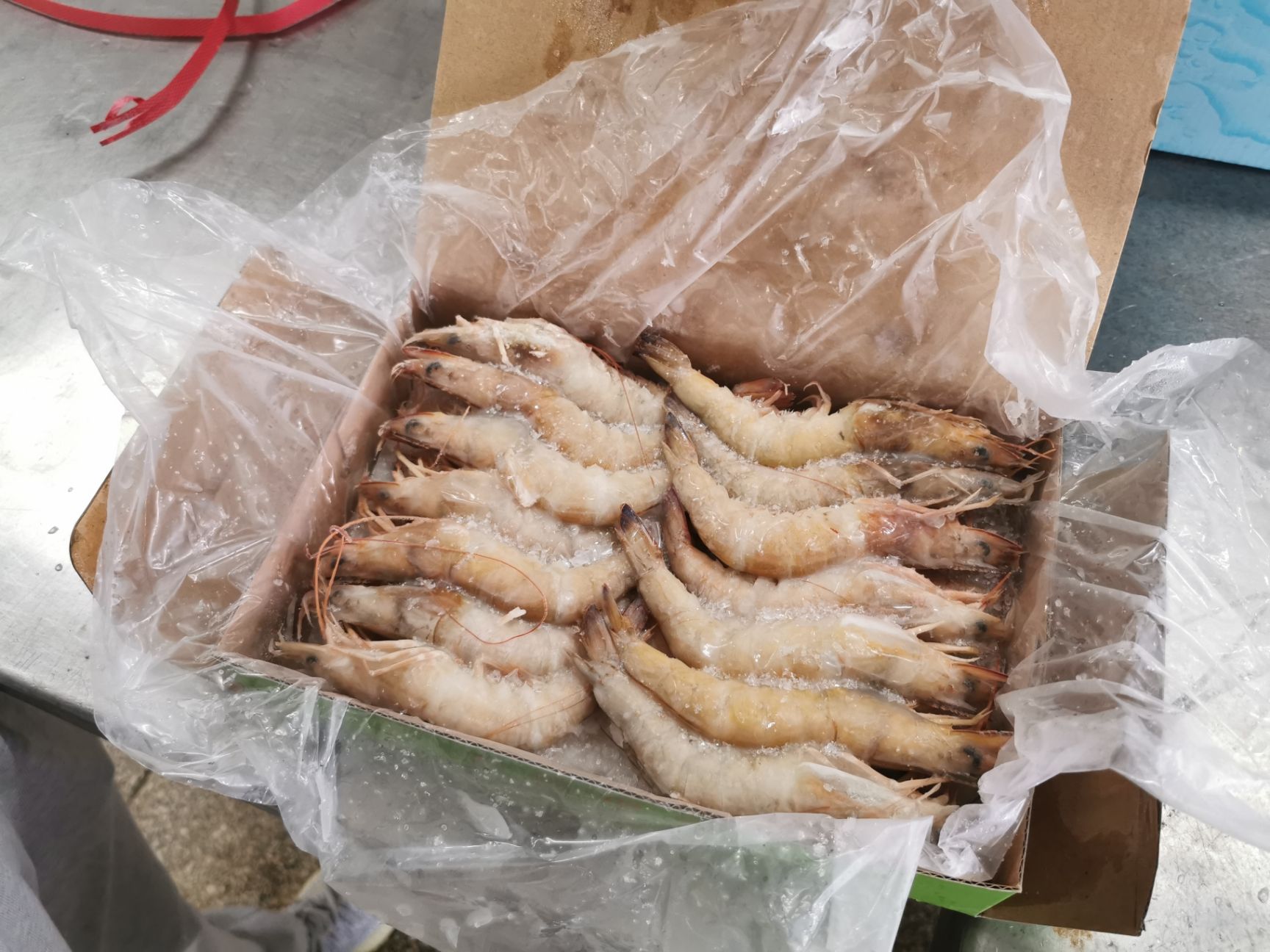 海麻虾批发市场浅析 天然海捕麻虾中虾价格23元/斤的现状与展望