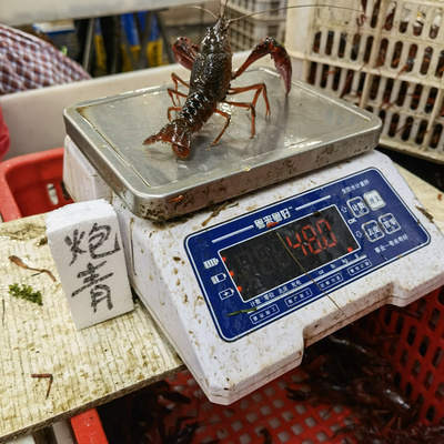 2021年10月鲜活虾批发行情与炮青价格分析（深圳广州直达）