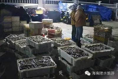 真正的海鲜不是去菜市场买的!